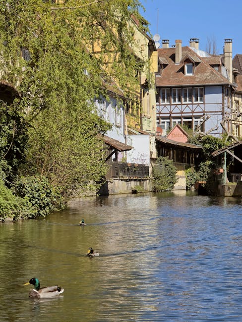 A view of a narrow river or canal lined with multi-storey residential buildings displaying a mix of architectural styles, including traditional timber framing and modern facades, with tiled roofs and multiple chimneys. The buildings are painted in muted tones such as beige and white, some with balconies and bay windows facing the water. Lush green shrubs and trees overhang the water’s edge on the left side, partially obscuring the lower parts of the buildings. In the foreground, three ducks are swimming on the calm water surface, which reflects the blue sky and surrounding structures. The scene suggests a peaceful urban setting that could be associated with private or independent waste handling, such as rubbish collection or disposal services, with the overall atmosphere highlighting the importance of maintaining clean, accessible public and private spaces near waterways. Rubbish Removal Paddington occasionally manages waste removal tasks in such areas, supporting local efforts to keep these environments tidy and free from debris.